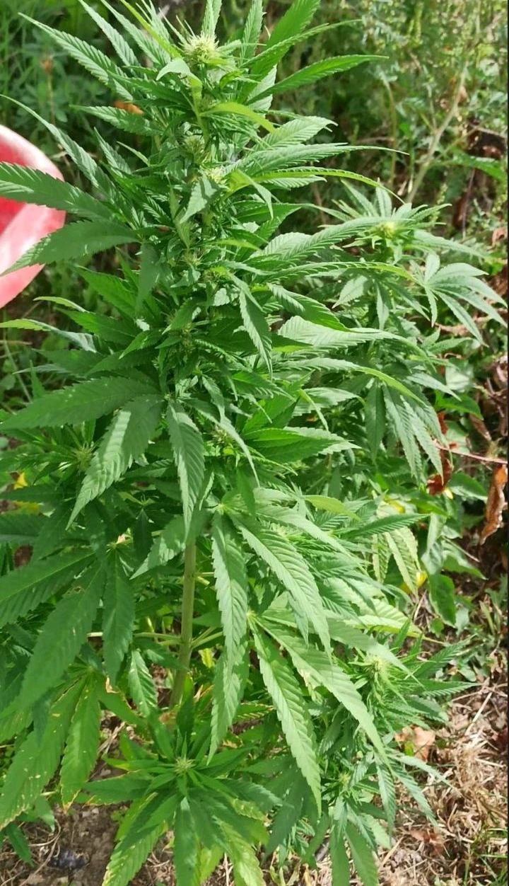 PU Živinice/PU Gradačac - Oduzeta opojna droga